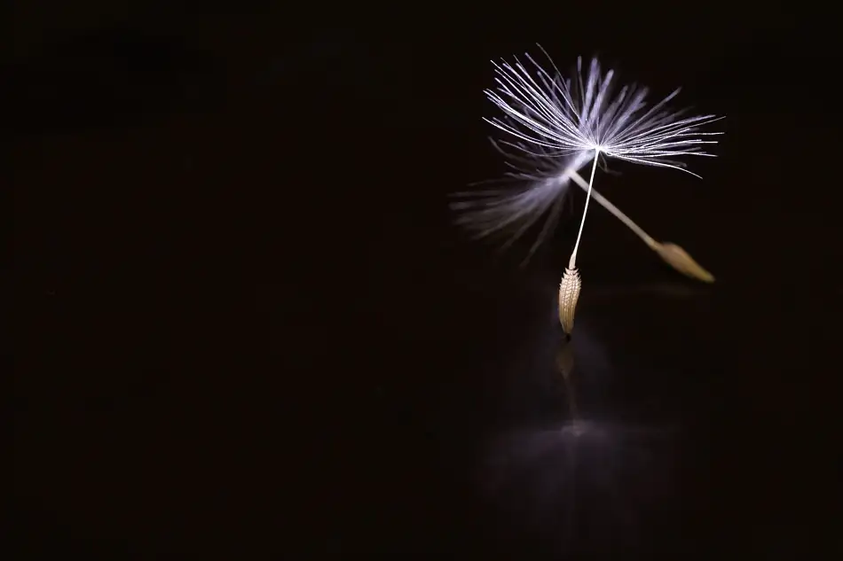 soide55: Balletto