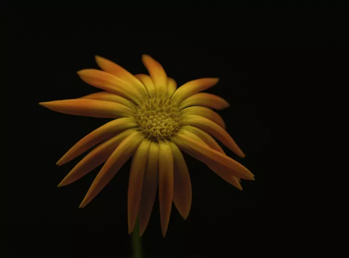 Grønkjær, Lotte: Calendula