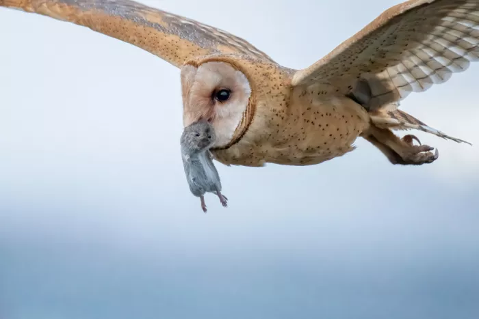 Lipinghu: Drei Augen in einem Rahmen