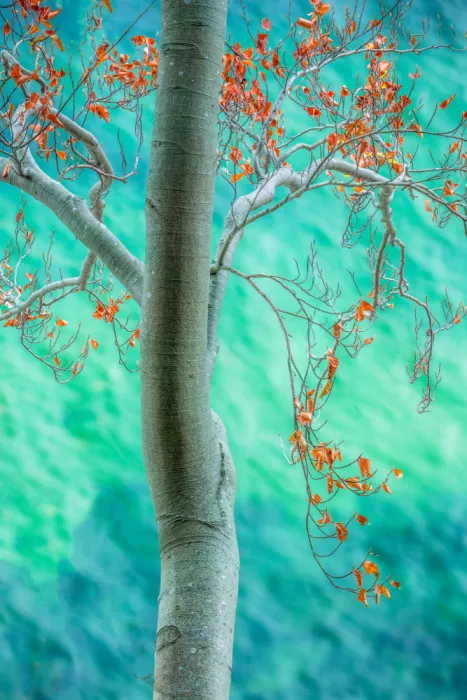 Eisenmann, Ulrike: Beech meets Baltic sea