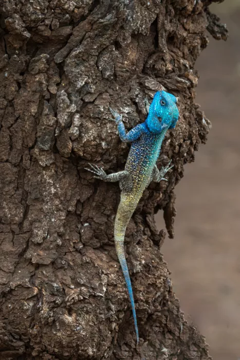 Haenen, Jeke: Agama arbórea cabeciblu