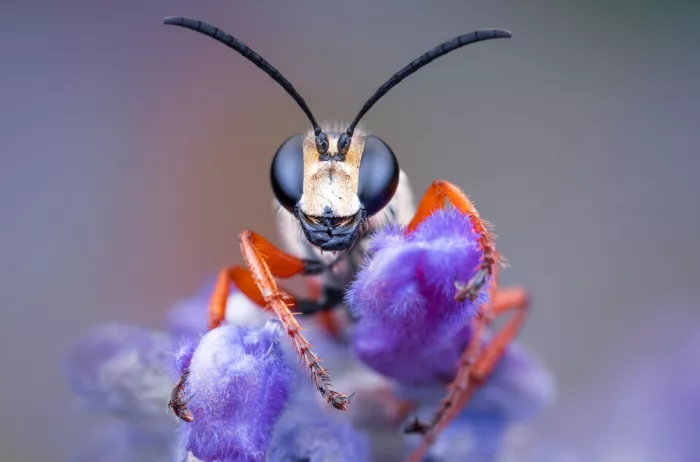 Summer2016: Sphex ichneumoneus