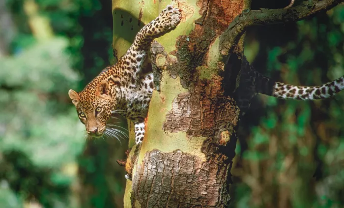 Sink, C. Jeffrey: Il Leopardo - il più bello dei grandi felini?