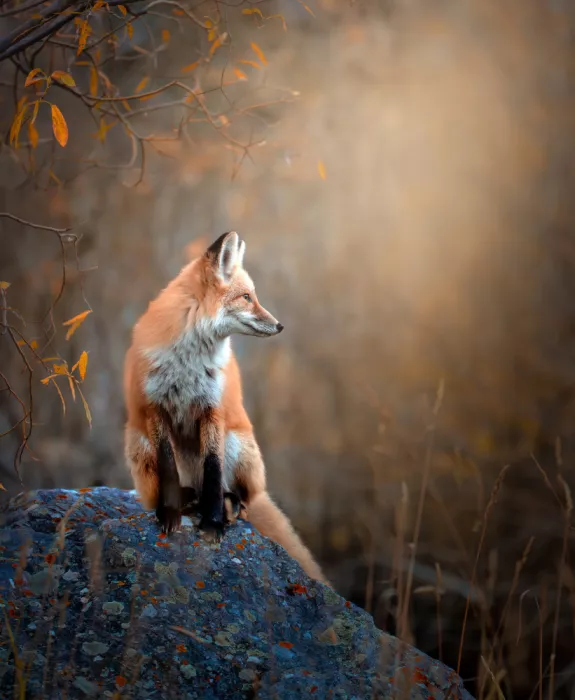 Wang, Catherine: Side Glance of the Wild