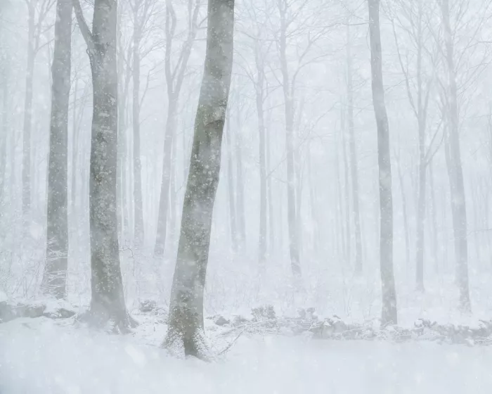 Davidsson, Gustav: Silent Winter