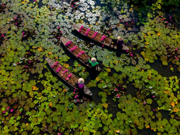 Truong, Van Tran: Wasserlilien-Ernte im Mekong
