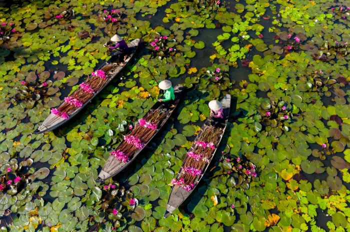 Truong, Van Tran: Seeroseneernte im Mekong