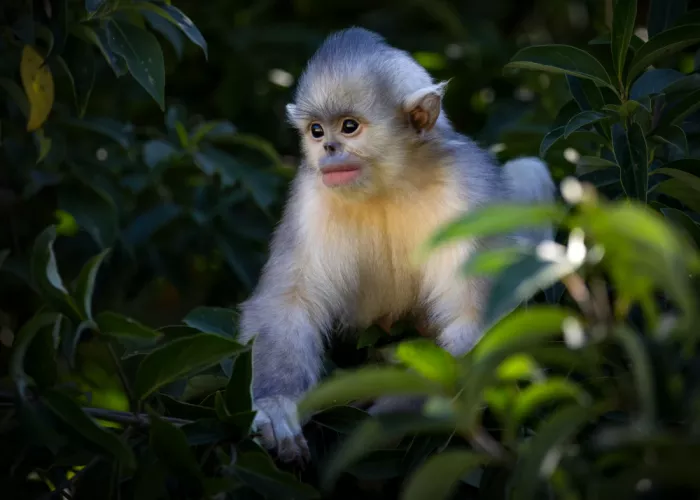 W, Joanna: Una scimmia piccola - Rinopiteco dal naso camuso dello Yunnan
