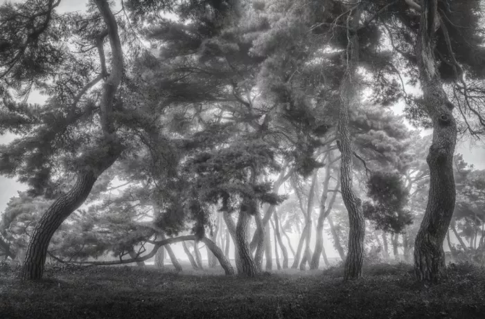 Seo, Tiger: Dancing Pines