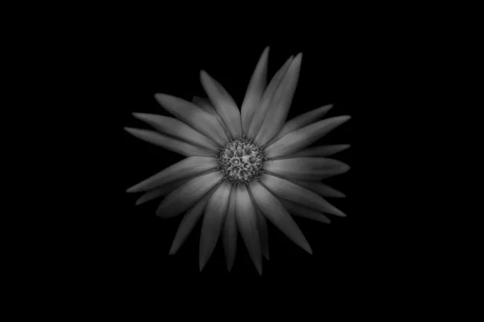 Grønkjær, Lotte: Calendula in bianco e nero