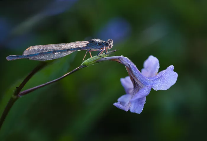 Summer2016: Demoiselle