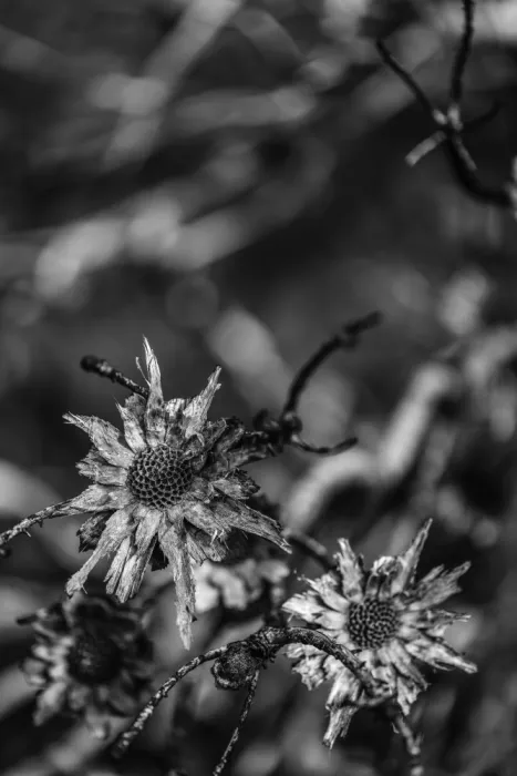Clint, by Shot: Sprache der Natur