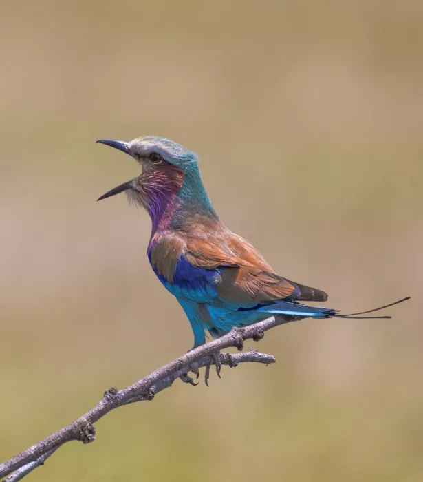 Qiu, Jenny: Canto della savana