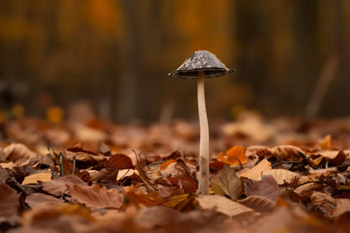 Maier, Norbert: Im Herbst