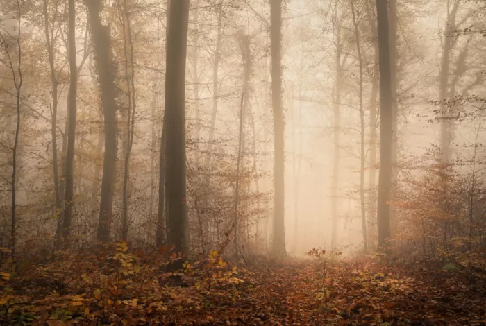 Maier, Norbert: Im Herbstwald kurz vor der Morgenröte