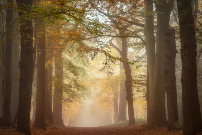 Haaksma, Piet: Automne brumeux