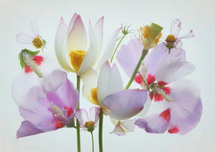 Zhou, Fangping: Lotus und Hibiskus