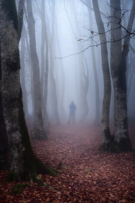 Fallahzadeh, Ali: Foresta di Mazichal