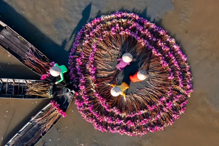 Truong, Van Tran: Wasserlilienernte im Mekong