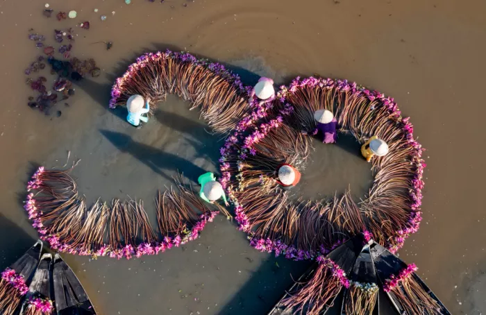 Truong, Van Tran: Wasserlilien-Ernte im Mekong
