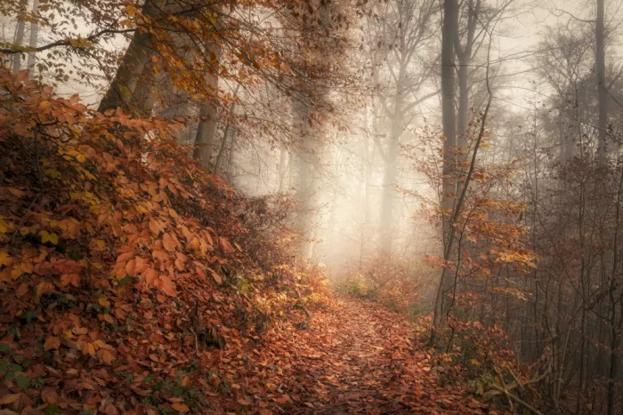 Maier, Norbert: Auf einem Herbstpfad