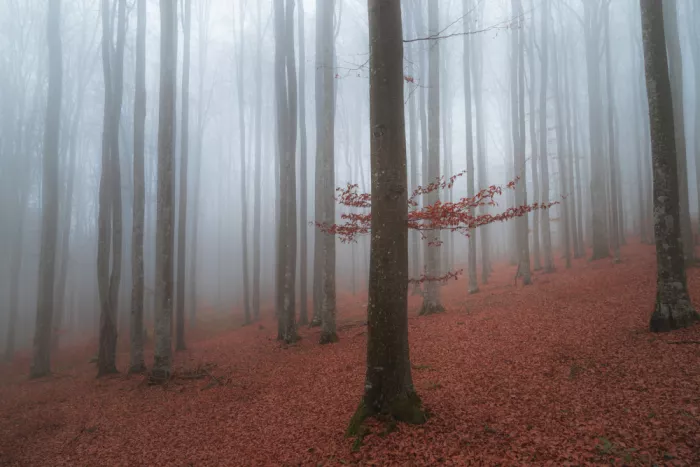 Coman, Ionut Alexandru: Pozdní podzim - detail v mlhavém lese
