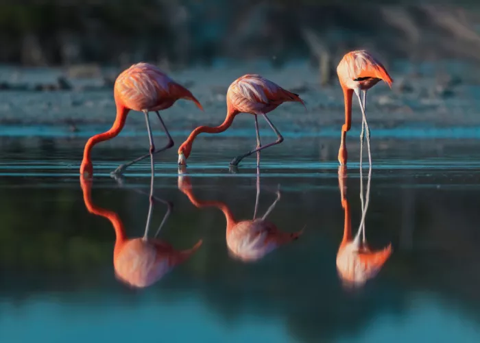 Gu, Zeren: Flamingos füttern