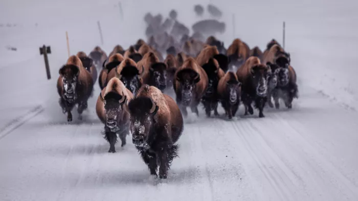 Gu, Zeren: Schneebedeckte Stampede