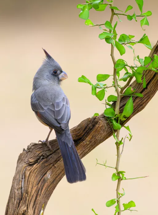 He, Mike: Pyrrhuloxia