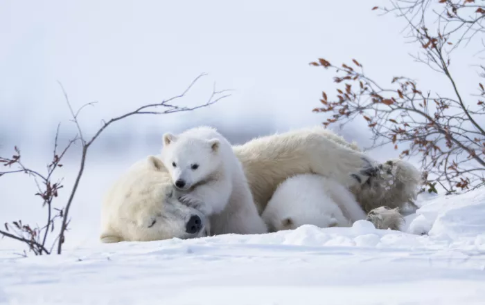 Qin, Xuemei: Wach auf, Mama