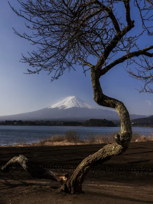 Rijanto, Inge: Un elegante inchino al Fuji