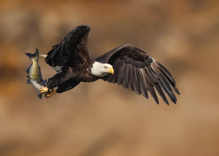 Gu, Zeren: Flug mit Beute