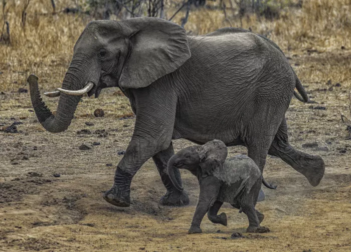 Berg, van Peet: Pachydermen in Eile