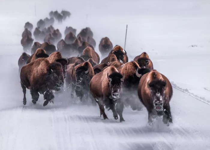 Gu, Zeren: Bison im Schneesturm