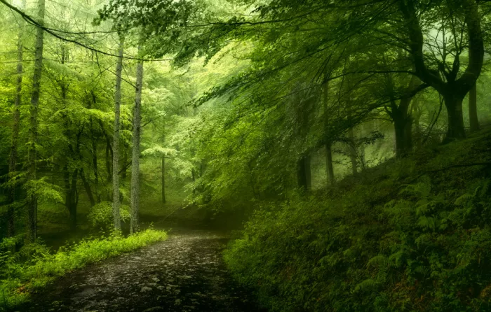 Osuna, Fran: Forêt au printemps
