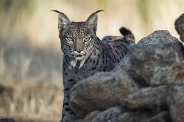 Curto, Jose: Die Wächterin Katze