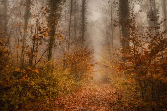 Maier, Norbert: Im Herbst