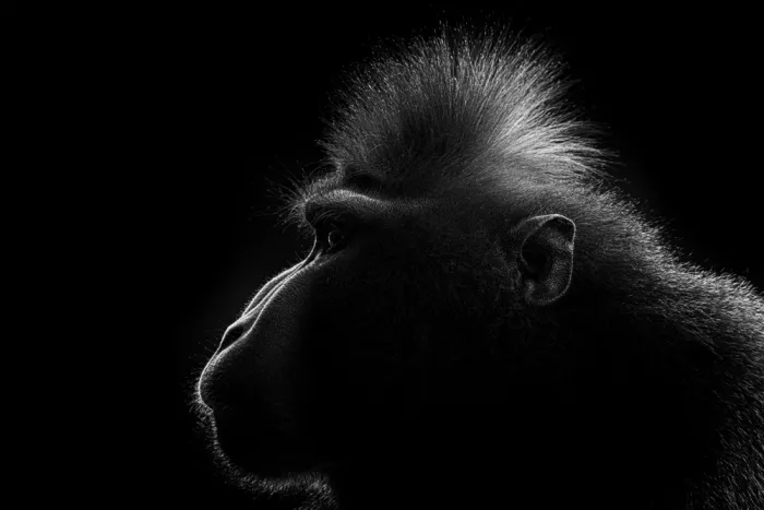 Ronnie, Khan Azim: Ohne Titel