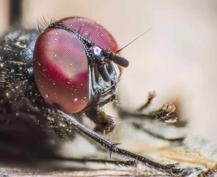 GuruShots: Moucha v makrofotografii