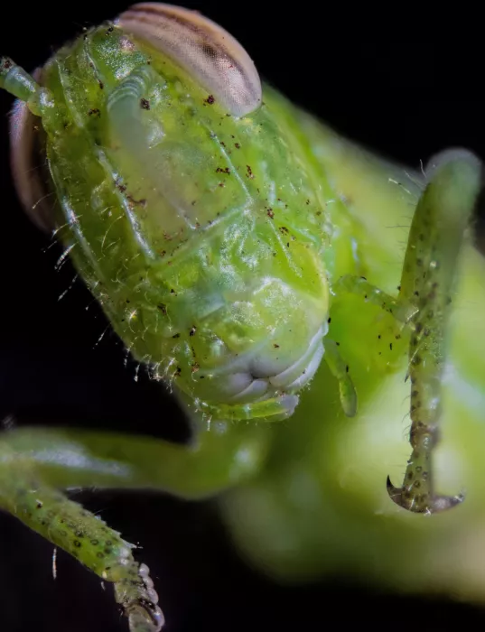 GuruShots: Makro zeleného hmyzu