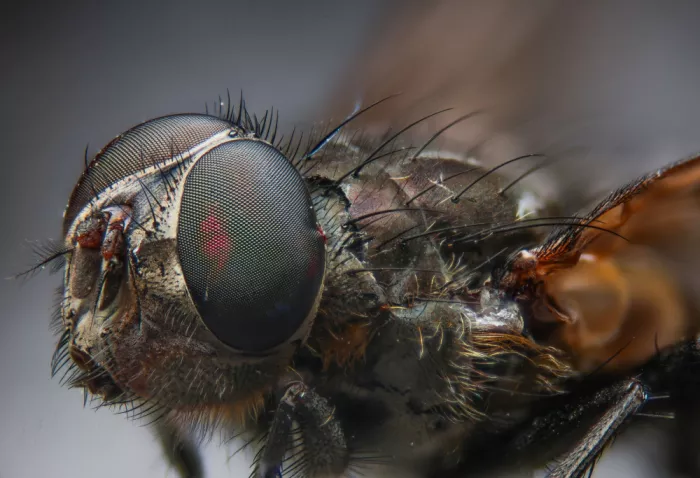 GuruShots: Profil Macro de Mouche