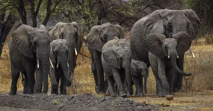 Domont, Jois: La Famiglia
