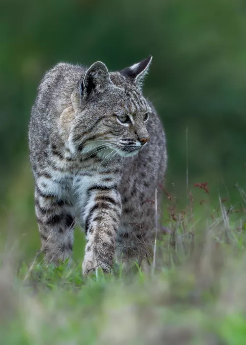 Wang, Victor: Rotluchs