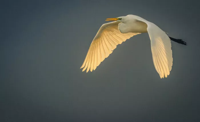 Falik, Ohad: Coucher de soleil sur mes ailes