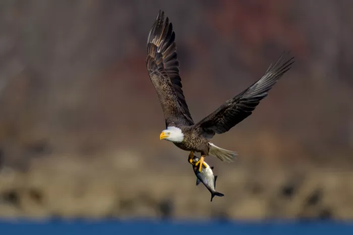 Lam, Gavin: Águila calva