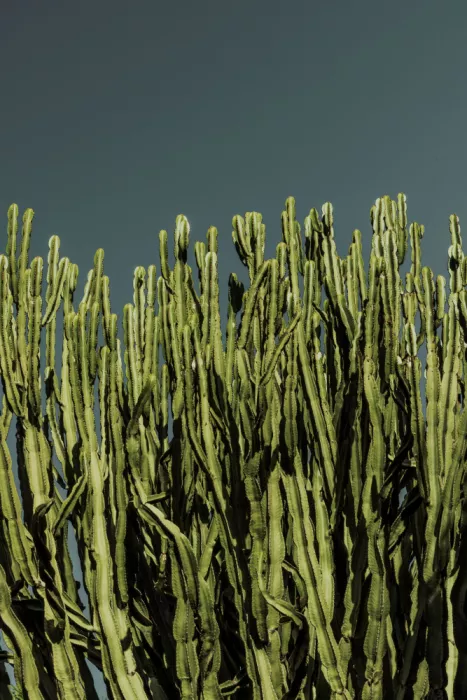 Böhmer, Mareike: Cactus