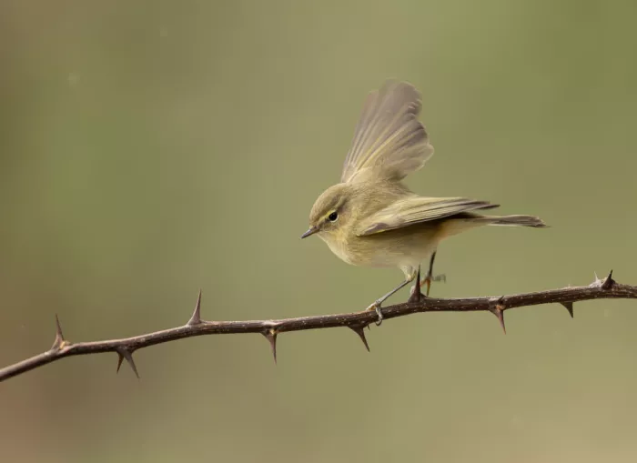 Barisone, Marco: Luì Piccolo sulle spine di acacia