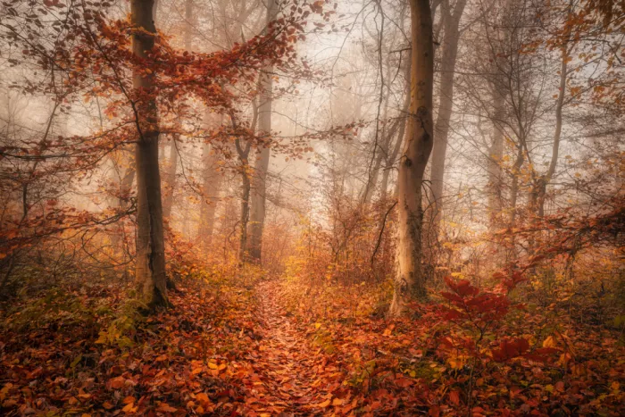 Maier, Norbert: Herbstbäume