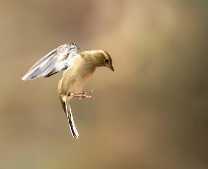 Barisone, Marco: Fliege