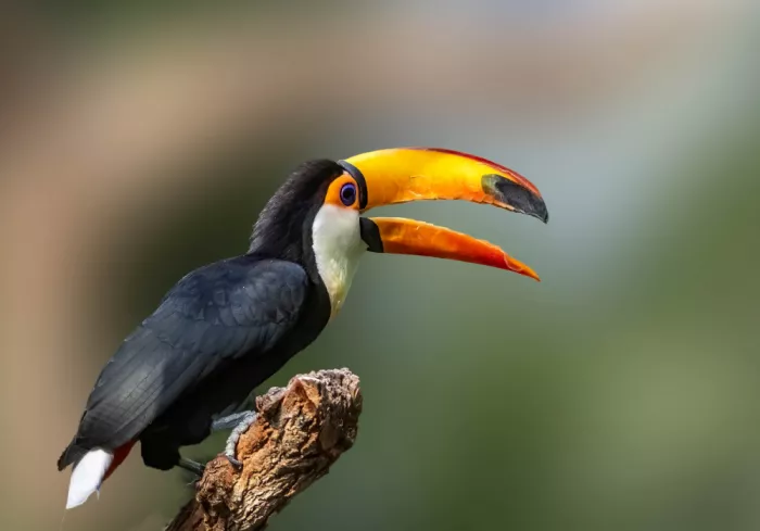 Yan, Songhu: Tucano toco (Ramphastos toco)